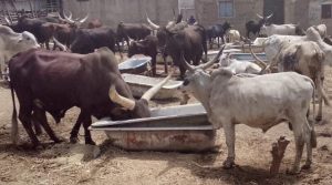 Kano’s Livestock Market Booms:Growing Fast, Amidst Surging Use of “Sha Ka Fashe”